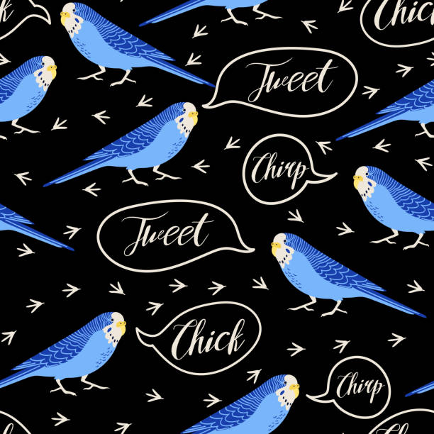 wektor bez szwu wzór z budgerigars, ślady ptaków i cytaty «ćwierkanie, ćwierkanie, pisklę». ilustracja papug na czarnym tle - spring birdsong bird seamless stock illustrations