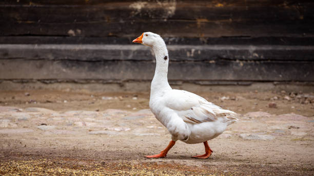 istock A white domestic goose walks around a rural farmyard. Ecological poultry farming. 1317259607