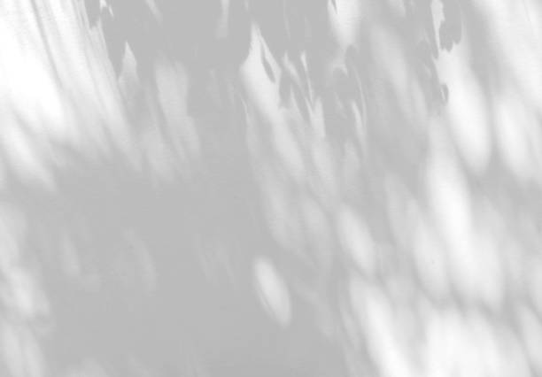 istock Leaves natural shadow on a white wall background 1317259627