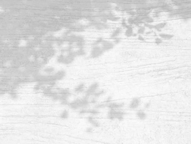 istock Trees branch and leaf with shadow on a white concrete wall 1317259655