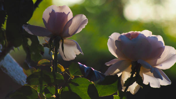 istock Macro roses, illuminated by the light of the setting sun 1317260293