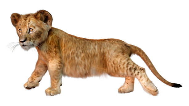 istock 3D illustration lion cub on white 1317260409