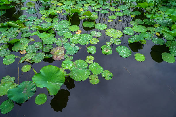 istock Boiled on lotus leaf on water surface in rainy day 1317260960