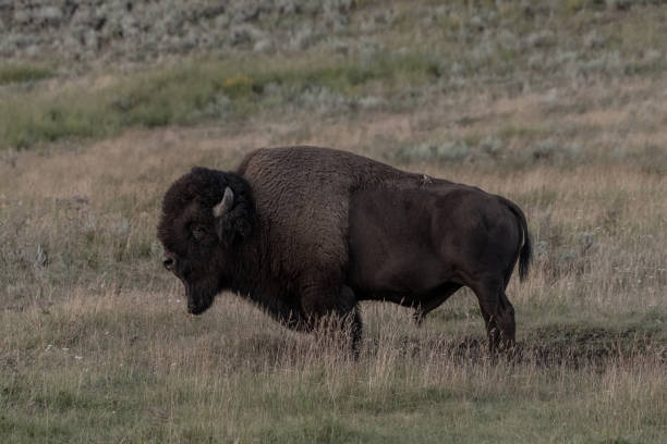 istock Stoic Bison Stands In Field 1317261187