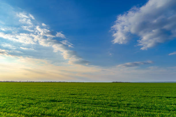 istock agricultural field with young sprouts and a blue sky with clouds - a beautiful spring landscape 1317261963