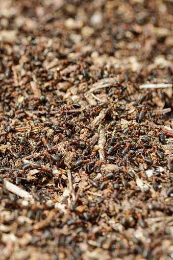 Large group of ants working together. Ants are eusocial insects of the family Formicidae and, along with the related wasps and bees, belong to the order Hymenoptera. Ants evolved from wasp-like ancestors in the Cretaceous period, about 140 million years ago, and diversified after the rise of flowering plants.