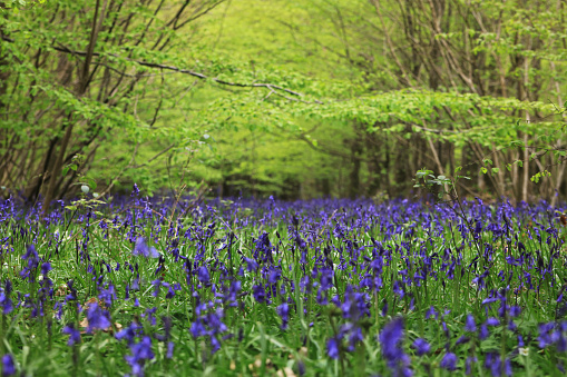 Bluebells in the countryside, Abbot's Woods, Polegate, England, UK