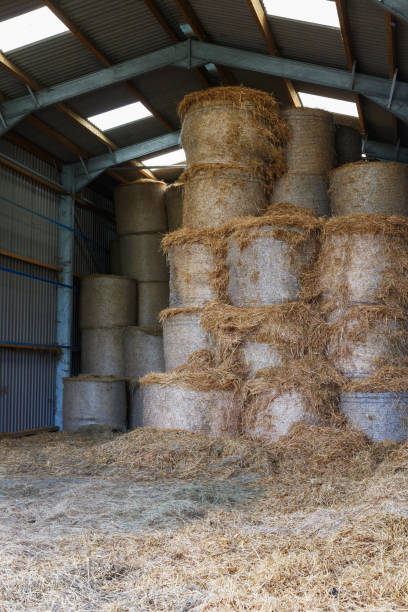 istock Bales of Hay Stacked in a Barn 1317263747