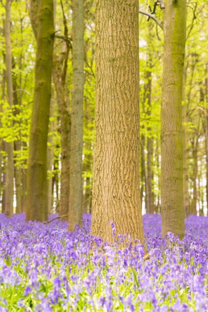 istock Bluebells In An English Beechwood 1317266673