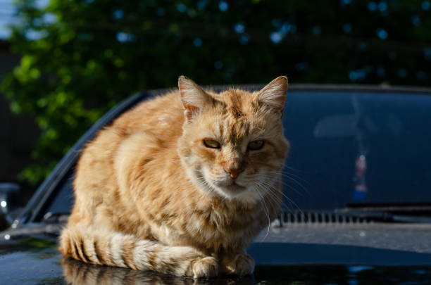 istock Ginger street cat walks. Yard spotted cat. Abandoned pet. 1317267549