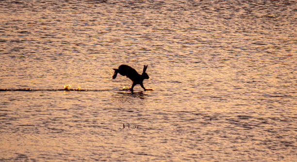 istock Haas tries to walk on water 1317268222