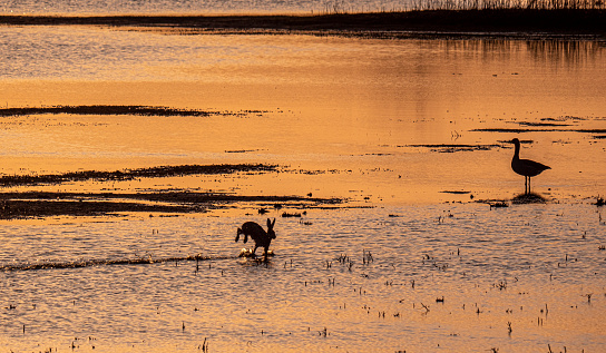 Haas probeert over het water te lopen op het eiland Tiengemeten in het Haringvliet op de grens van de provincies Zuid-Holland en Zeeland. Een Grauwe Gans kijkt verbaasd toe.