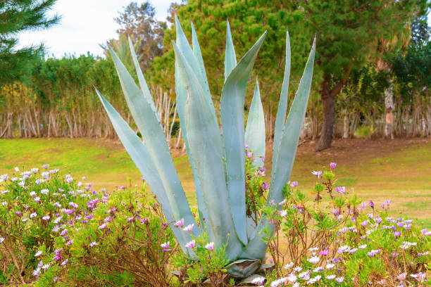 istock Palm tree branches with thick leaves on green meadow. 1317268316