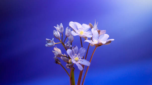 istock Snowdrops and spring flowers on a blurred background 1317268720