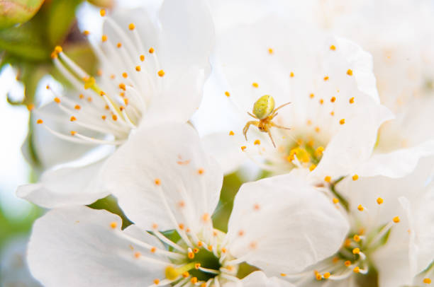A macro photo capturing the intricate details of the spider species Thomisus onustus, camouflaged on a white flower, showcasing nature's beauty and complexity.