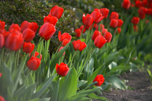istock Bright red tulips in the field 1317268900