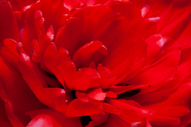 istock Close up of red peony flower 1317268966