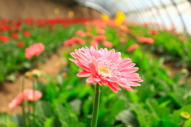 African chrysanthemum blooms in the greenhouse