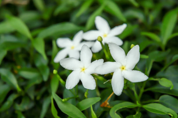 Jasmine Flowers, Natural background Jasmine Flowers, Sampaguita, Jasminum sambac, Natural background. jasminum officinale stock pictures, royalty-free photos & images