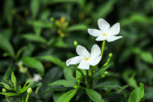 Jasmine Flowers, Natural background Jasmine Flowers, Sampaguita, Jasminum sambac, Natural background. jasminum officinale stock pictures, royalty-free photos & images