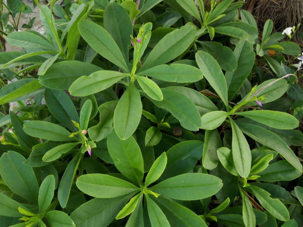 istock forest plants various types of tropical foliage plants 1317270363