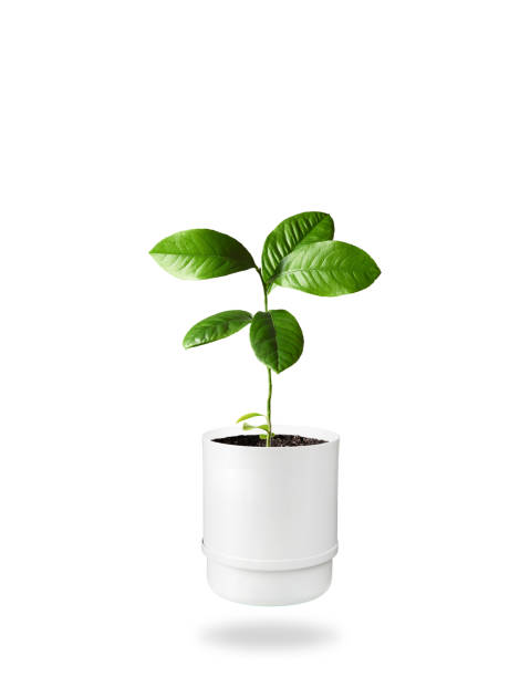 istock Small lemon seedling in white pot, isolated. 1317271643