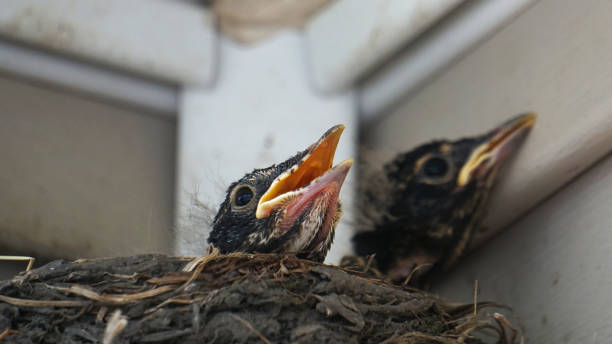 istock Baby robins in a nest under a roof 1317273906