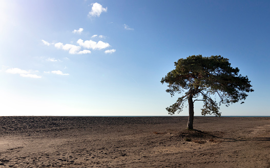 Lone Tree