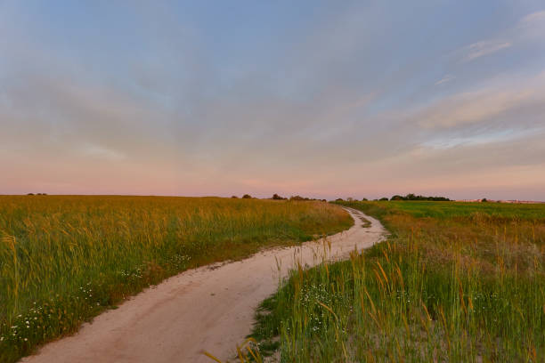 マドリードのコミュニティの緑の小麦畑で夕日。スペイン - field landscape green wheat ストックフォトと画像