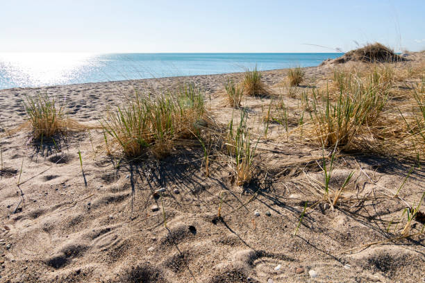 Grasses at Illinois Beach State Park