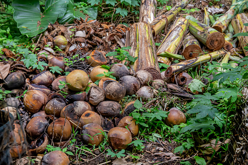 Shot of coconut shells and banana stems piled on the yard as a renewable energy source for a green building.