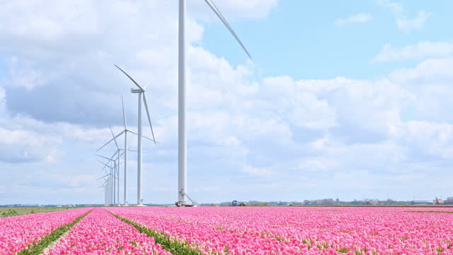 Big Dutch colorful tulip fields with wind turbines