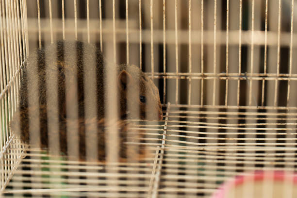 Red squirrel caught in a live trap awaiting relocation. Keeping animals in captivity concept.