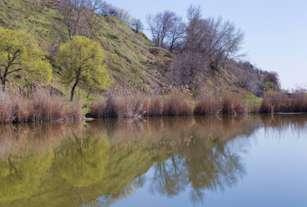 istock Lake with shores overgrown with reeds in springtime 1317277333