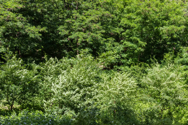 istock Background of trees and shrubs branches in summer windy weather 1317277448