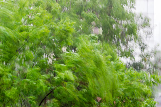 istock Background of the blurred trees branches during strong gusty wind 1317278748