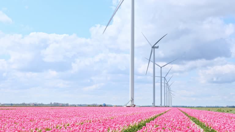 Big Dutch colorful tulip fields with wind turbines