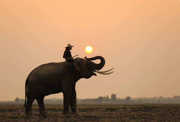 istock Horse Standing On Field During Sunset 1317280601