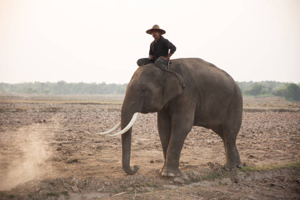istock Man Riding Elephant On Field Against Sky 1317280634