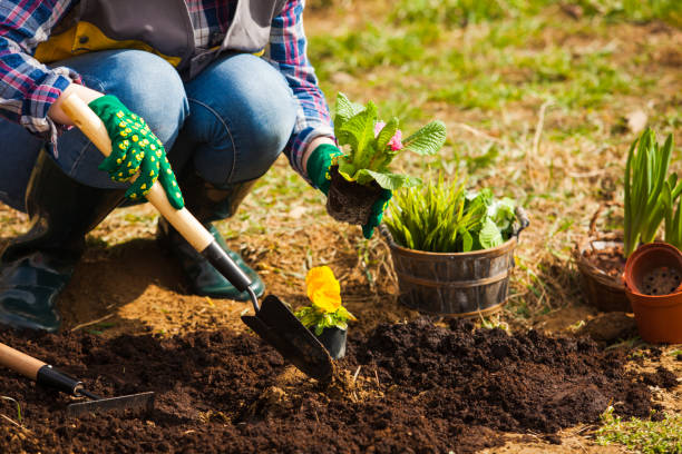 istock Low Section Of People Holding Potted Plant On Field 1317282096