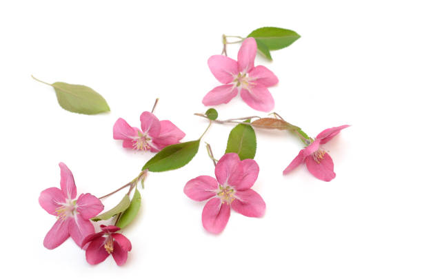 istock Pink cherry blooming on white, top down 1317282269