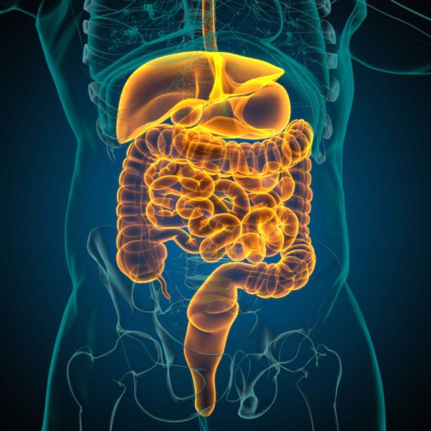 istock Human Digestive System Anatomy For Medical Concept 3D Rendering 1317283999