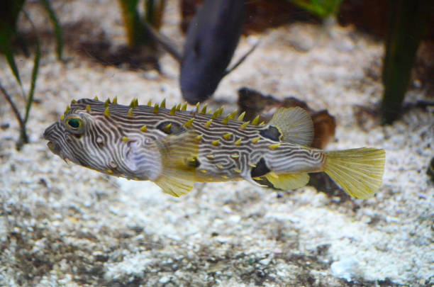 istock Striped  Burrfish Swimming Along Underwater 1317284228