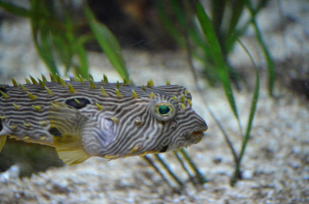 istock Striped  Burrfish Swimming Along Underwater 1317284246