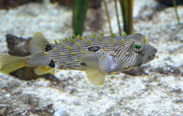 istock Striped  Burrfish Swimming Along Underwater 1317284272