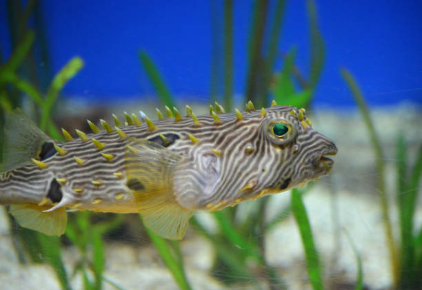 istock Striped  Burrfish Swimming Along Underwater 1317284284