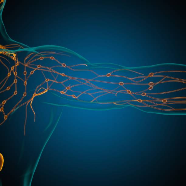 istock Human Lymph Nodes Anatomy For Medical Concept 3D Rendering 1317284287