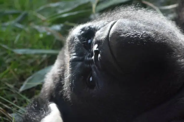 Lowland gorilla frowning in extreme close-up shot.
