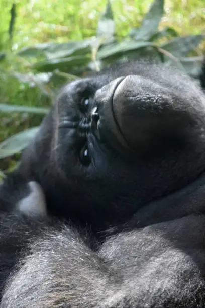 Frowning Silverback Gorilla Seen in Upside Down Shot