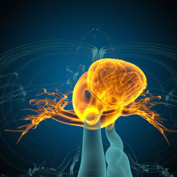 istock Human Heart Anatomy For Medical Concept 3D Rendering 1317284735